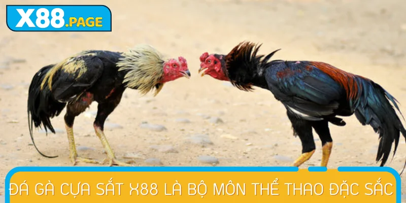 Luật thi đấu Đá Gà Cựa Sắt chuẩn quốc tế tại nhà cái X88